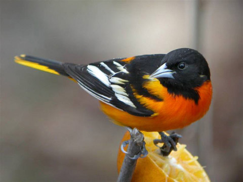 Baltimore Oriole: Bird of the Month.